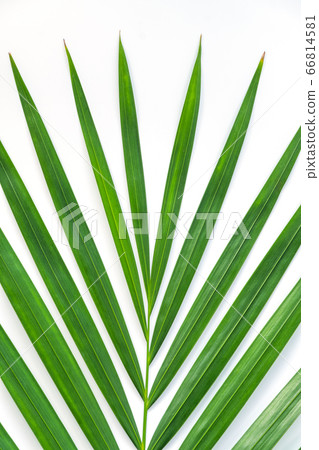 Palm leaf isolated on white background. 66814581