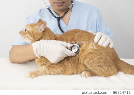 Veterinarian applying a stethoscope to a cat Veterinarian applying a stethoscope to a cat 66814711