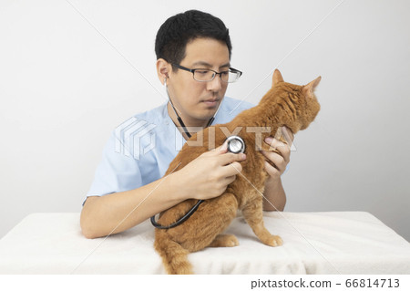 獸醫用聽診器給貓 獸醫用聽診器給貓 66814713