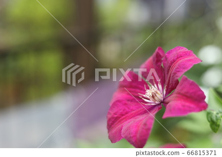 Tessen Tessen 66815371