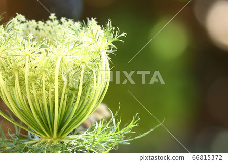 Ginseng flowers Ginseng flowers 66815372