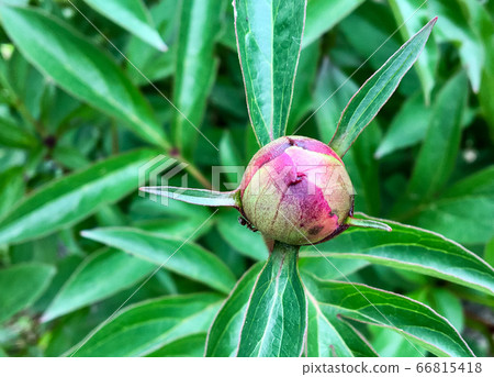 Not blooming peony bud 66815418