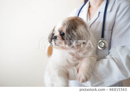 Young female veterinarian doctor with stethoscope holding and examining cute Shih tzu dog at veterinary clinic. Pet health care and medical concept. Close up. Copy space. 66815563
