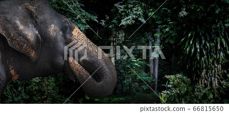 fear eyes elephant jungle mammal wildlife fear eyes elephant jungle mammal wildlife 66815650