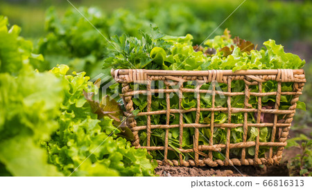 A basket of fresh lettuce leaves stands on the bed A basket of fresh lettuce leaves stands on the bed 66816313