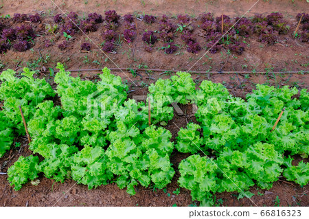 Farm for green oak and red oak, grow vegetables on the soil 66816323