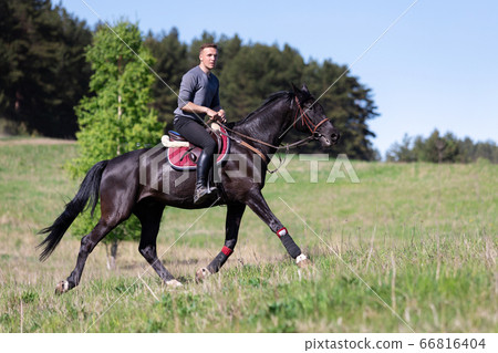 Beautiful man riding a horse on field Beautiful man riding a horse on field 66816404