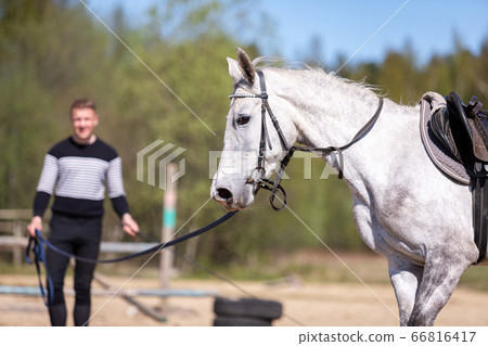 Young man works on a cord with horse 66816417