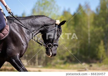 Beautiful head of a horse on manege Beautiful head of a horse on manege 66816457