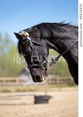 Beautiful head of a horse on manege Beautiful head of a horse on manege 66816458