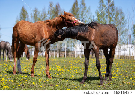 Two horses grooming each other on the pasture Two horses grooming each other on the pasture 66816459