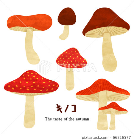 Mushroom mushroom autumn taste 66816577