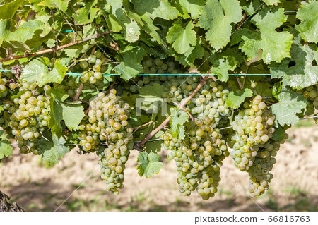 vineyards on the Czech-Austrian border near the vineyards on the Czech-Austrian border near the 66816763