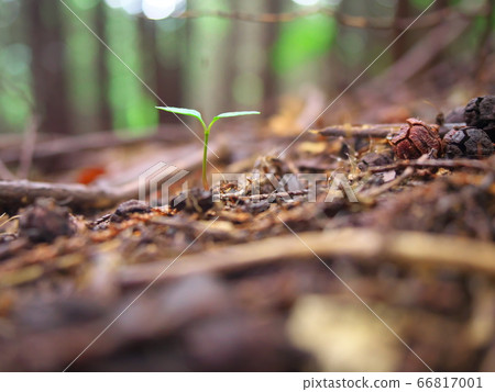 Sprout 66817001