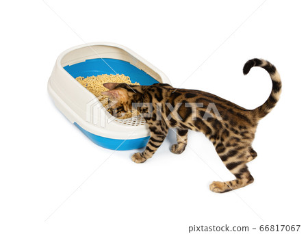 4 month old Bengal kitten goes to the toilet 66817067