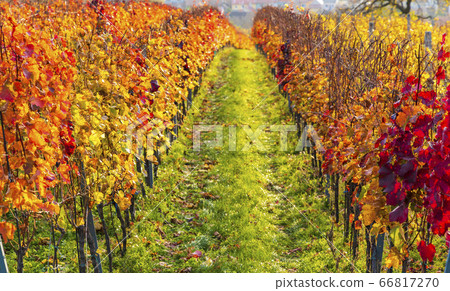 Autumn vineyards in Blatnice pod Svatym Autumn vineyards in Blatnice pod Svatym 66817270