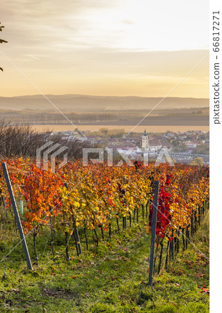 Autumn vineyards in Blatnice pod Svatym Autumn vineyards in Blatnice pod Svatym 66817271