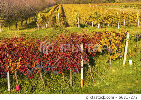 Autumn vineyards in Blatnice pod Svatym Autumn vineyards in Blatnice pod Svatym 66817272