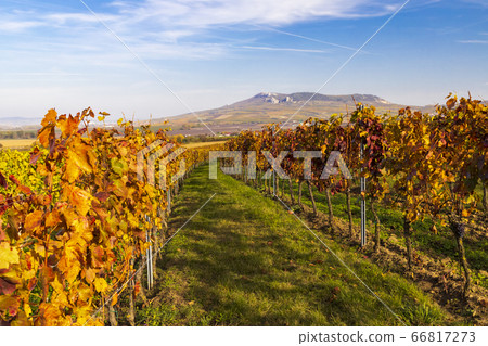 Vineyards near Dolni Dunajovice in Palava region, Vineyards near Dolni Dunajovice in Palava region, 66817273