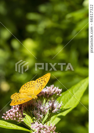 Silver-washed fritillary butterfly in natural 66817322