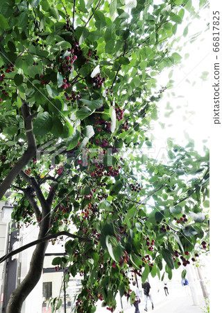 Landscape Nature Roadside Tree Photo Junberry Roadside Tree Fruit America America Zaifribo Landscape Nature Roadside Tree Photo Junberry Roadside Tree Fruit America America Zaifribo 66817825