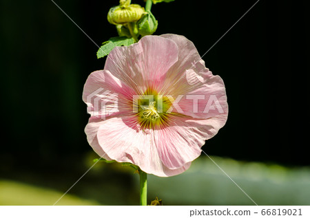 flower mallow with white and pink petals close-up 66819021