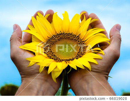 yellow bright blooming sunflower in the man's palms against the background of the blue sky yellow bright blooming sunflower in the man's palms against the background of the blue sky 66819028