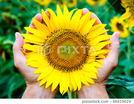 yellow bright blooming sunflower in the man's palms against the background of the blue sky yellow bright blooming sunflower in the man's palms against the background of the blue sky 66819029