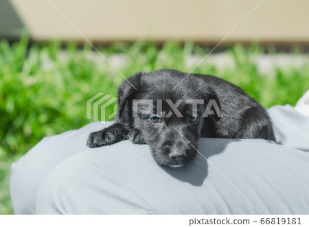 black mongrel puppy lays on the lap of a man in blue trousers black mongrel puppy lays on the lap of a man in blue trousers 66819181