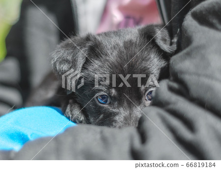 pet care portrait of a black puppy mongrel in the arms of a man 66819184