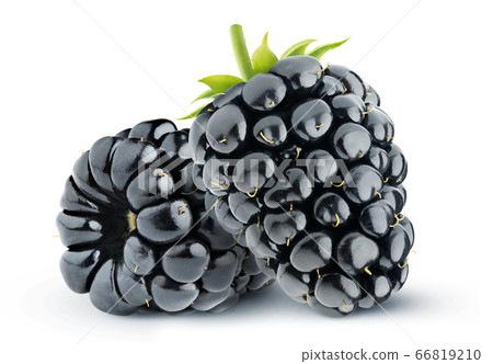 Two isolated blackberries 66819210