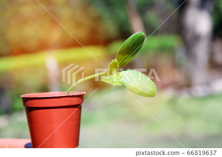 organic green plant outside 66819637