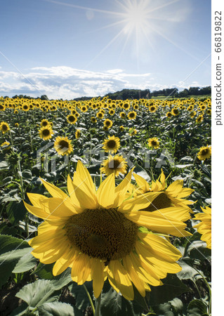 Sunflowers in the aftenoon 66819822