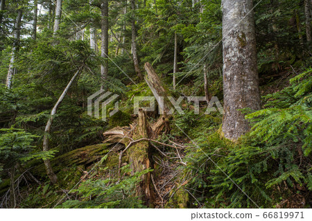 Fallen trees in the forest of Nikko Shirane Mountain Fallen trees in the forest of Nikko Shirane Mountain 66819971