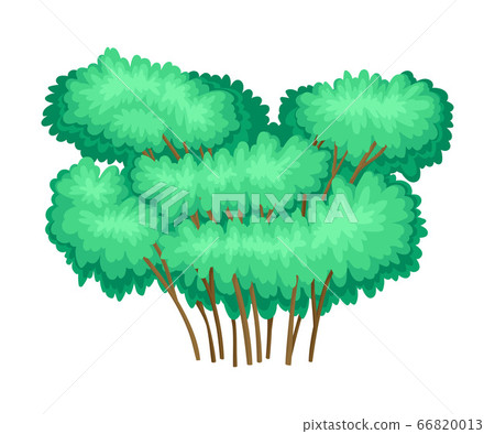 Tree with Exuberant Green Foliage and Trunk Vector Illustration 66820013