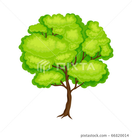 Tree with Exuberant Green Foliage and Trunk Vector Illustration 66820014