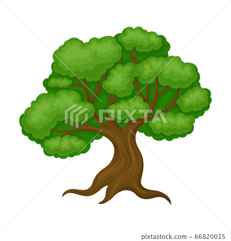 Oak Tree with Exuberant Green Foliage and Trunk Vector Illustration 66820015