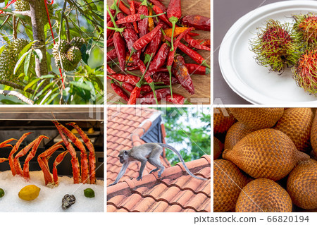 set of asia rambutan fruit set, snake fruit, chili set of asia rambutan fruit set, snake fruit, chili 66820194