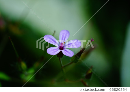 Princess wind dew Princess wind dew 66820264