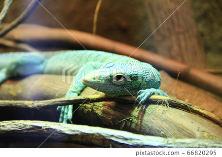 green lizard lying on wooden branch in zoo. green lizard lying on wooden branch in zoo. 66820295