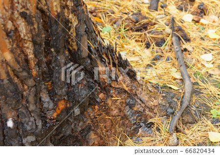 scorched trees, burned tree trunks, forest fire 66820434