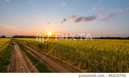 Road to the wheat field where the sun sets 66820796