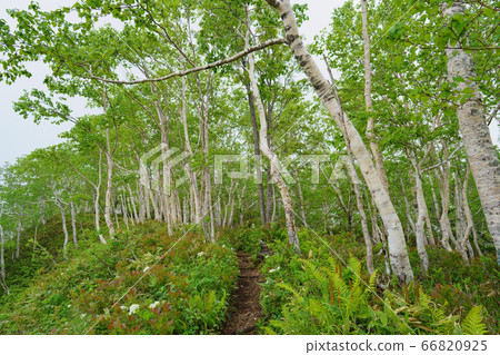 Trail Trail 66820925
