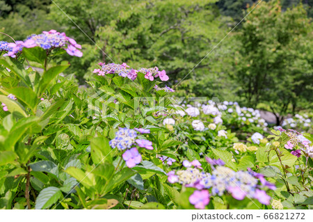 在盛開在山的新鮮綠色的繡球花。 在盛開在山的新鮮綠色的繡球花。 66821272