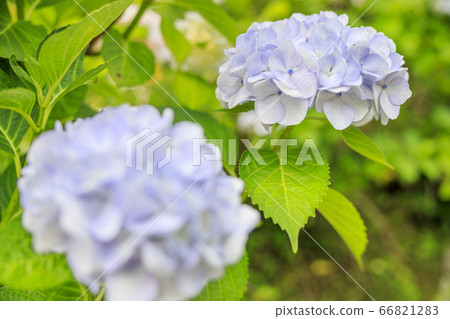 在盛開在山的新鮮綠色的繡球花。 在盛開在山的新鮮綠色的繡球花。 66821283