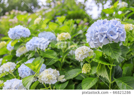 在盛開在山的新鮮綠色的繡球花。 在盛開在山的新鮮綠色的繡球花。 66821286