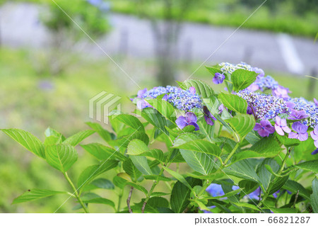 在盛開在山的新鮮綠色的繡球花。 66821287