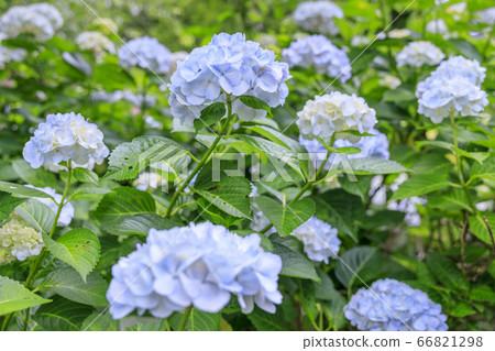 在盛開在山的新鮮綠色的繡球花。 在盛開在山的新鮮綠色的繡球花。 66821298