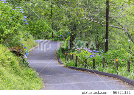 Hydrangea in full bloom blooming on the fresh green of Mt. Hydrangea in full bloom blooming on the fresh green of Mt. 66821321