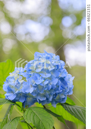 Hydrangea in full bloom blooming on the fresh green of Mt. 66821331